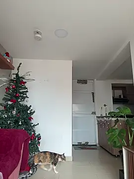 Snapshot of DakotaShelby chatting on 12-17-25, 06:57 DakotaShelby online show from 12-17-25, 06:57