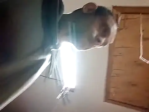 Buffshagswell online show from 11-14-25, 04:49