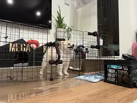 kensnb online show from 11-28-25, 08:14