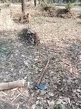 xxxsejal online show from 01-13-26, 09:35