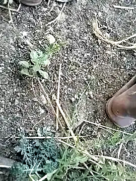 jellydicks online show from 02-08-26, 10:57