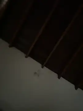 siri duque online show from 03-23-26, 03:23