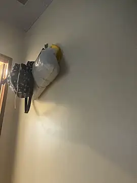 Carolinen online show from 04-01-26, 08:28