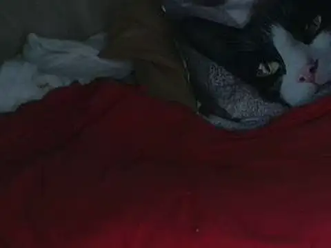 VeneRed online show from 10-12-25, 07:59