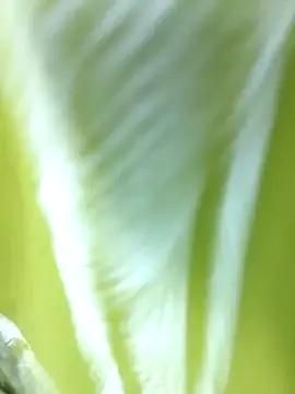 MaaliiiPonuTamil online show from 06-24-26, 04:49