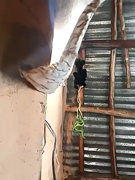 BIGBLACKCOOCK24- online show from 03-05-25, 06:01