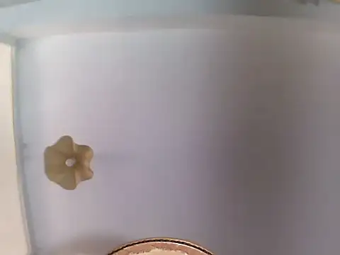 Snapshot of culalimer chatting on 06-23-26, 10:46 culalimer online show from 06-23-26, 10:46
