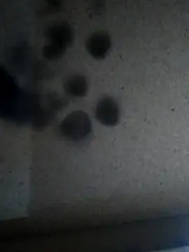 Leocesar37 online show from 11-25-25, 05:46