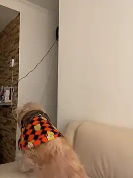 Im Valen Cute online show from 10-01-25, 08:13