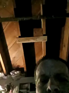 Snapshot of Whipit323 chatting on 02-22-26, 08:49 Whipit323 online show from 02-22-26, 08:49