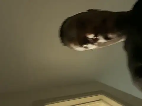 Backshort11 online show from 02-05-26, 01:01