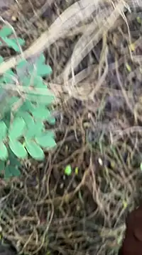 Snapshot of tamil000000 chatting on 03-18-25, 01:13 tamil000000 online show from 03-18-25, 01:13