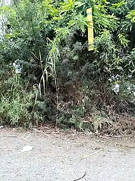 Danna-linyi online show from 03-29-26, 02:08