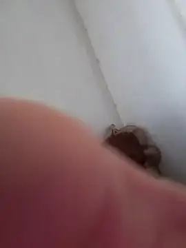 Snapshot of rodrigopvai chatting on 10-03-25, 01:12 rodrigopvai online show from 10-03-25, 01:12