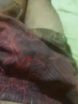 jarmesr7x online show from 02-11-25, 03:18