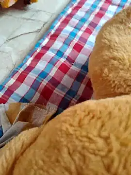 lovelygirl4567 online show from 11-02-25, 08:41