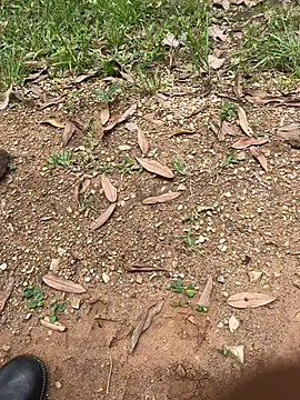 Snapshot of elflalope chatting on 10-01-25, 04:11 elflalope online show from 10-01-25, 04:11