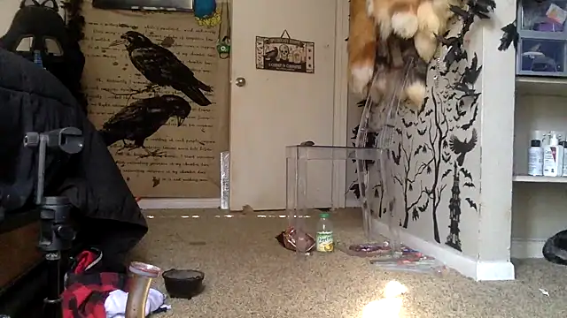 Snapshot of trashbrat chatting on 10-03-25, 09:27 trashbrat online show from 10-03-25, 09:27