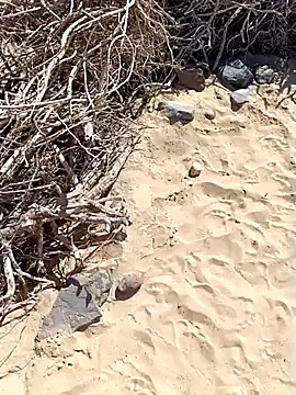 Snapshot of MountJohnXL chatting on 02-20-25, 02:46 MountJohnXL online show from 02-20-25, 02:46