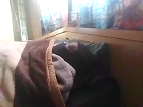 Snapshot of LaneYam chatting on 05-28-26, 06:32 LaneYam online show from 05-28-26, 06:32