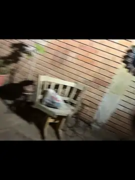 paullliliu online show from 06-11-26, 07:38