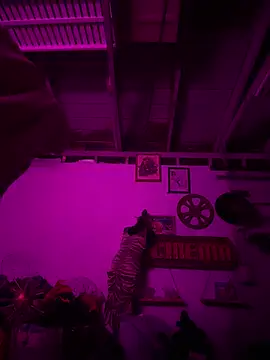 PhattPinxkTaco online show from 02-20-26, 02:41