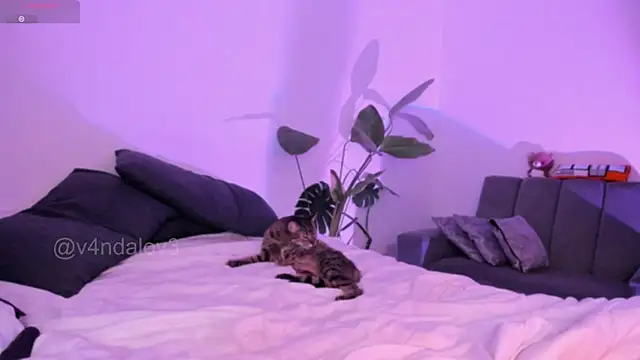 ggor4w33 online show from 01-09-26, 06:53