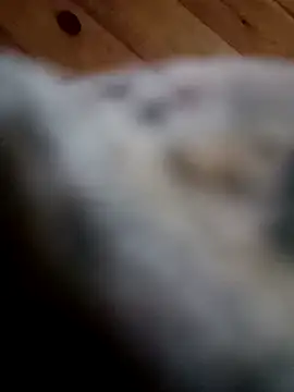 Arabian online show from 02-11-25, 06:01