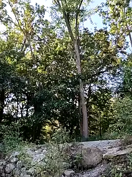 birdg online show from 09-30-25, 03:51