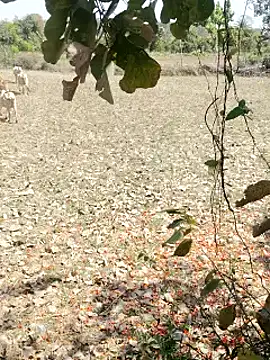 cute1gfbf online show from 03-05-25, 07:05