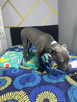 angellicaa  online show from 03-07-26, 02:11