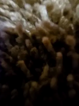 daaarin44 online show from 11-01-25, 05:36