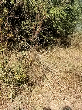 himvilohi08 online show from 03-26-26, 05:06