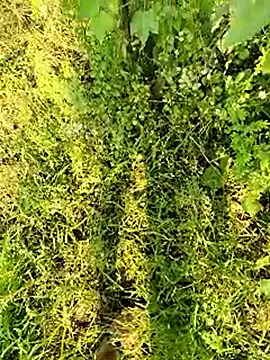 himvilohi08 online show from 01-13-26, 04:38