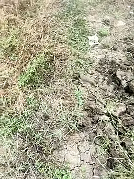 himvilohi08 online show from 01-09-26, 04:08