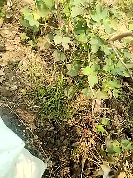 himvilohi08 online show from 02-05-26, 04:41