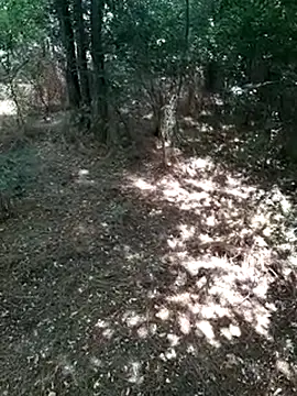 sile47 online show from 07-19-26, 10:56