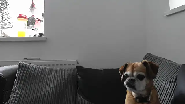 Sizzling Indie36 online show from 11-26-25, 12:38