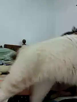 Saraslow online show from 10-28-25, 02:05