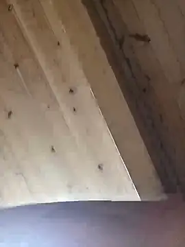 Snapshot of Angelsordemons6 chatting on 09-19-25, 08:24 Angelsordemons6 online show from 09-19-25, 08:24