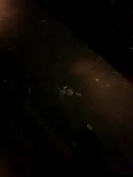 Snapshot of sesa12 chatting on 11-21-25, 08:52 sesa12 online show from 11-21-25, 08:52