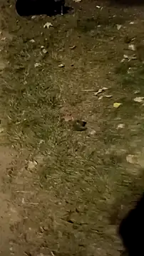 jvdzj-0  online show from 10-18-25, 10:23