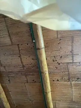 juliie star online show from 10-16-25, 12:24