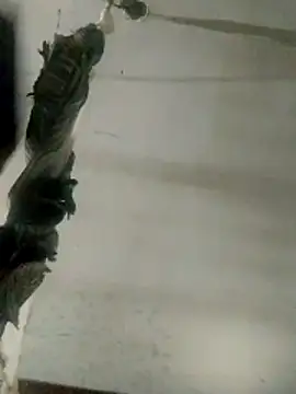 Luk909090 online show from 03-14-26, 07:42