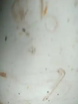 Mounstro3 online show from 11-28-25, 04:40