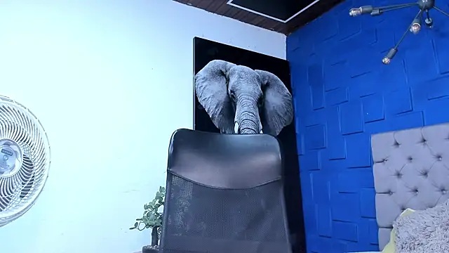 andres-clark92 online show from 11-02-25, 05:29