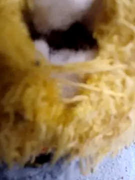 yaneth  online show from 12-19-25, 12:29