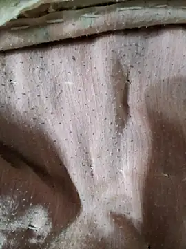 RAYI Queen 3 online show from 01-10-26, 09:54