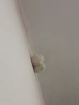 saranghae  online show from 02-28-26, 03:39