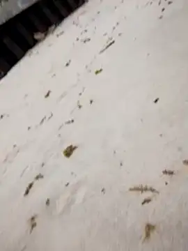 sarahkat86 online show from 10-25-25, 07:14